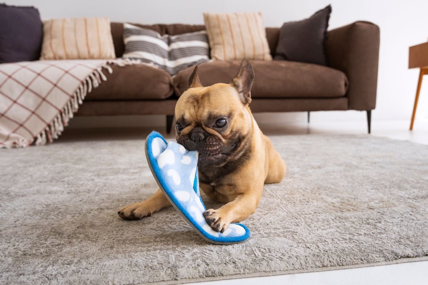 Pet stain and odour removal from carpet in Winnipeg